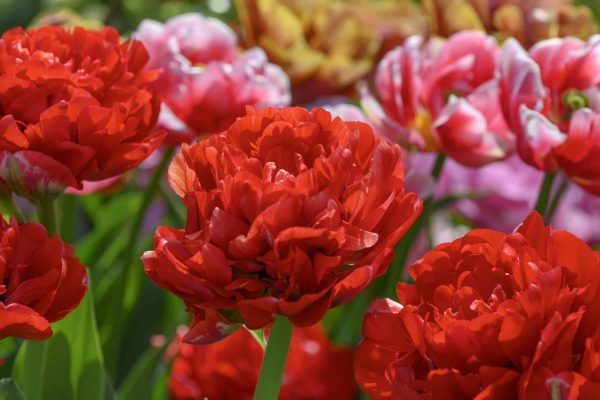 Bombastic Red