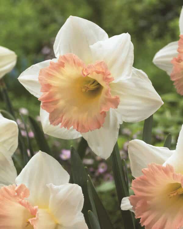 Daffodil British Gamble