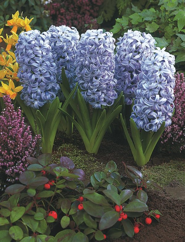 Caribbean Dream Garden