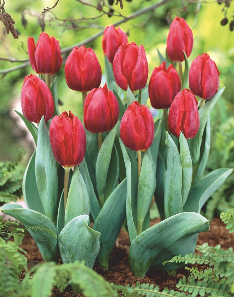 Couleur Cardinal