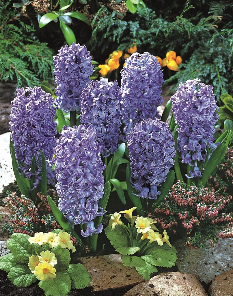 Hyacinth Delft Blue