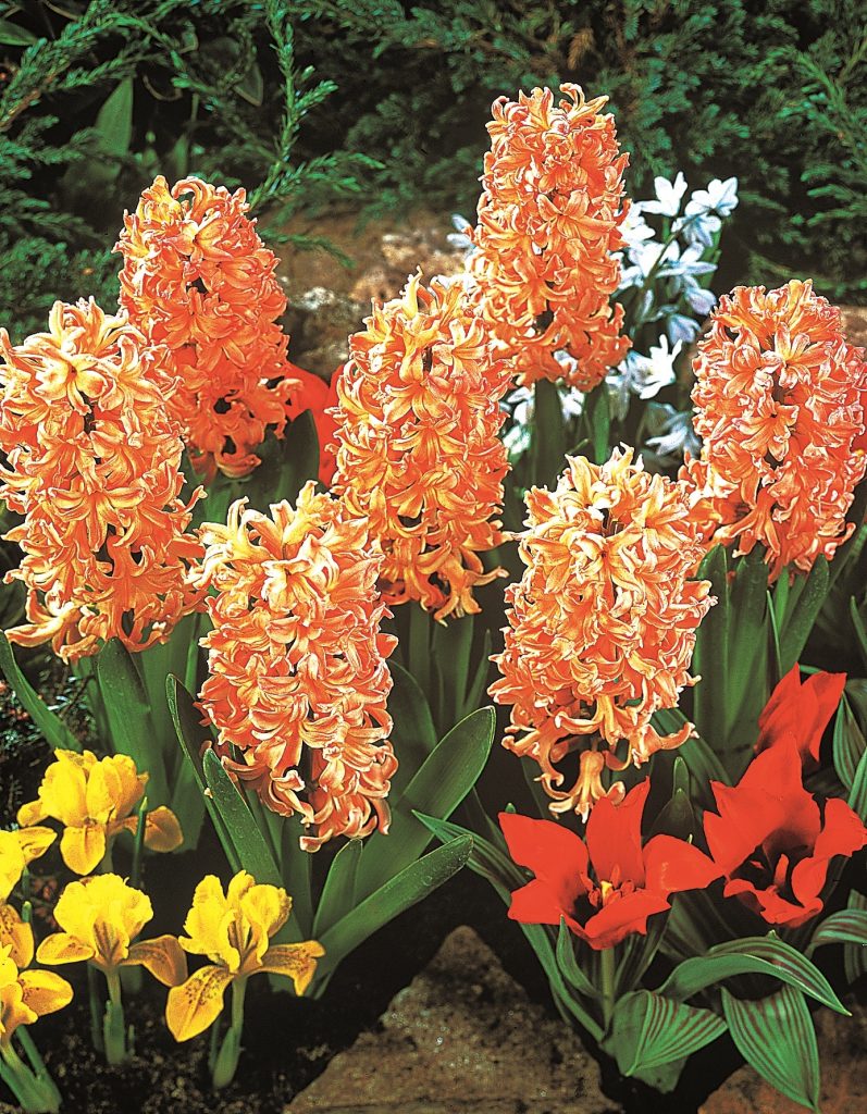 Hyacinth Gipsy Queen