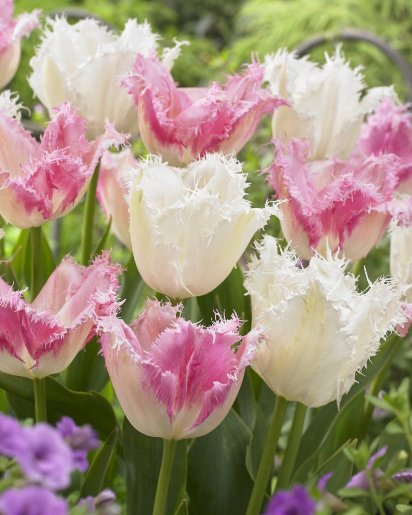 Huis ten Bosch & Noord Einde Mix