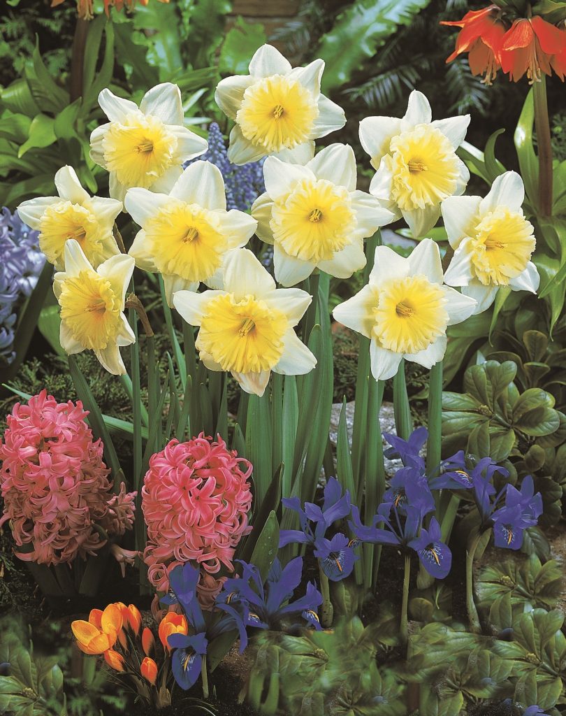 Ice Follies, a large cupped daffodil for growing in the border