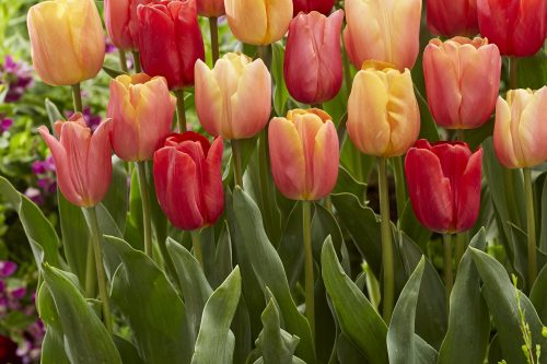La Symphony tulips in orange, yellow and red