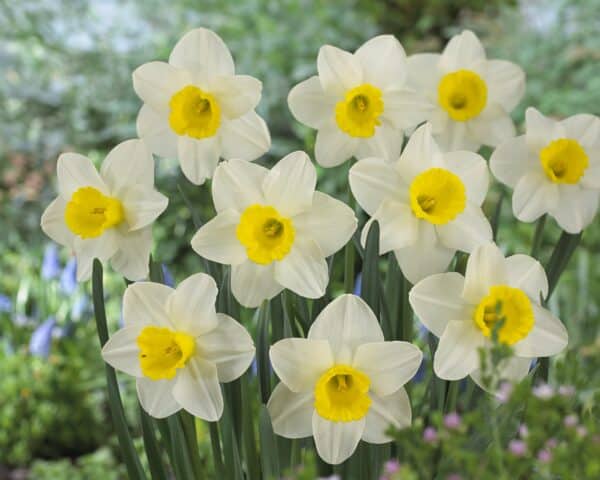 Narcissus Merels Favourite