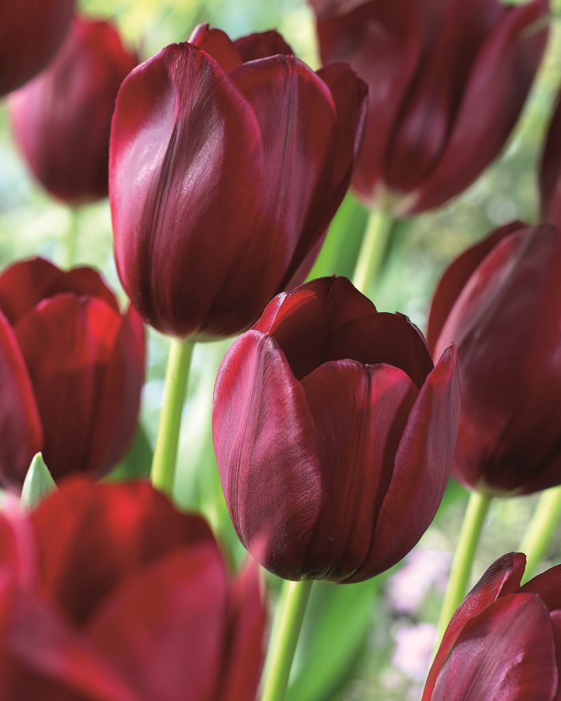 National Velvet