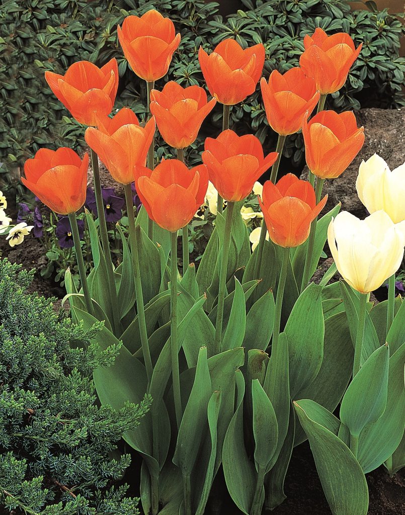 Orange Emperor