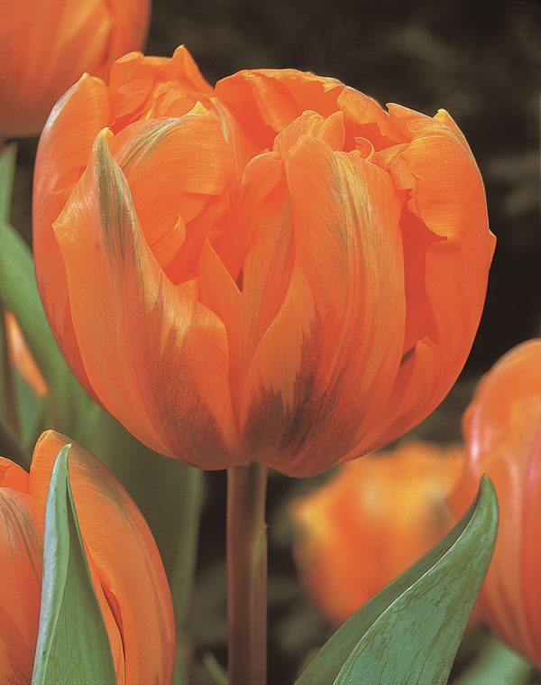 Orange Princess