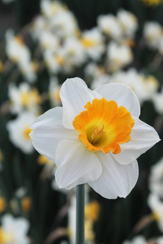 Narcissus Orange Sunset, white petals around a bold orange trumpet