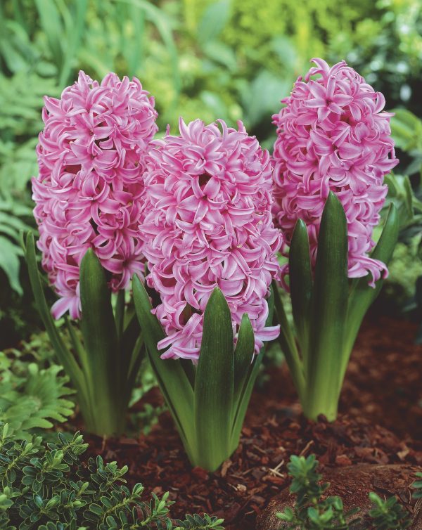 Pink Pearl hyacinths, rose-pink spikes above strap-shaped leaves