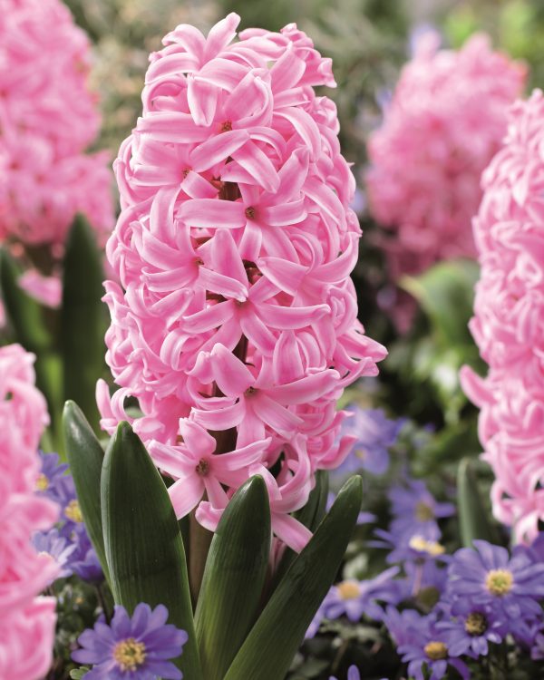 Pink Surprise