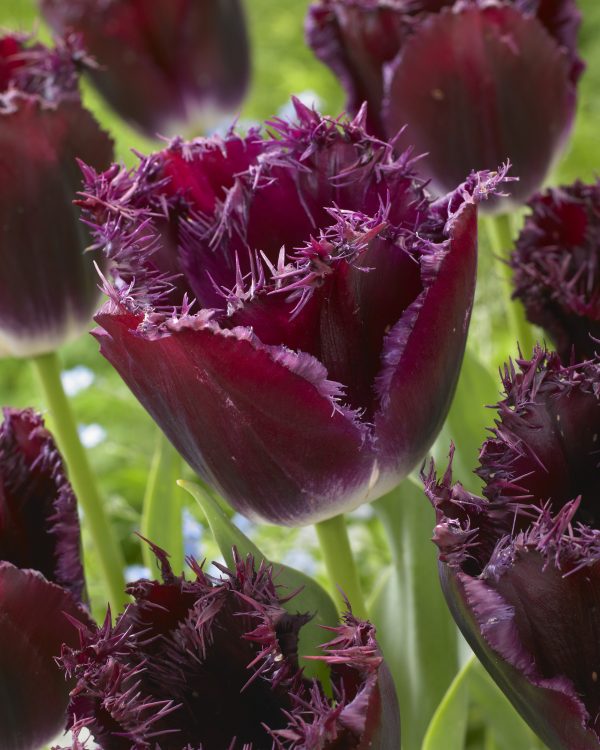Purple Crystal