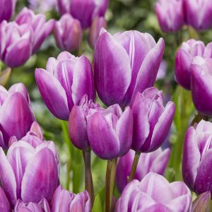 Purple Elegance