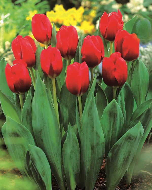 Red Power