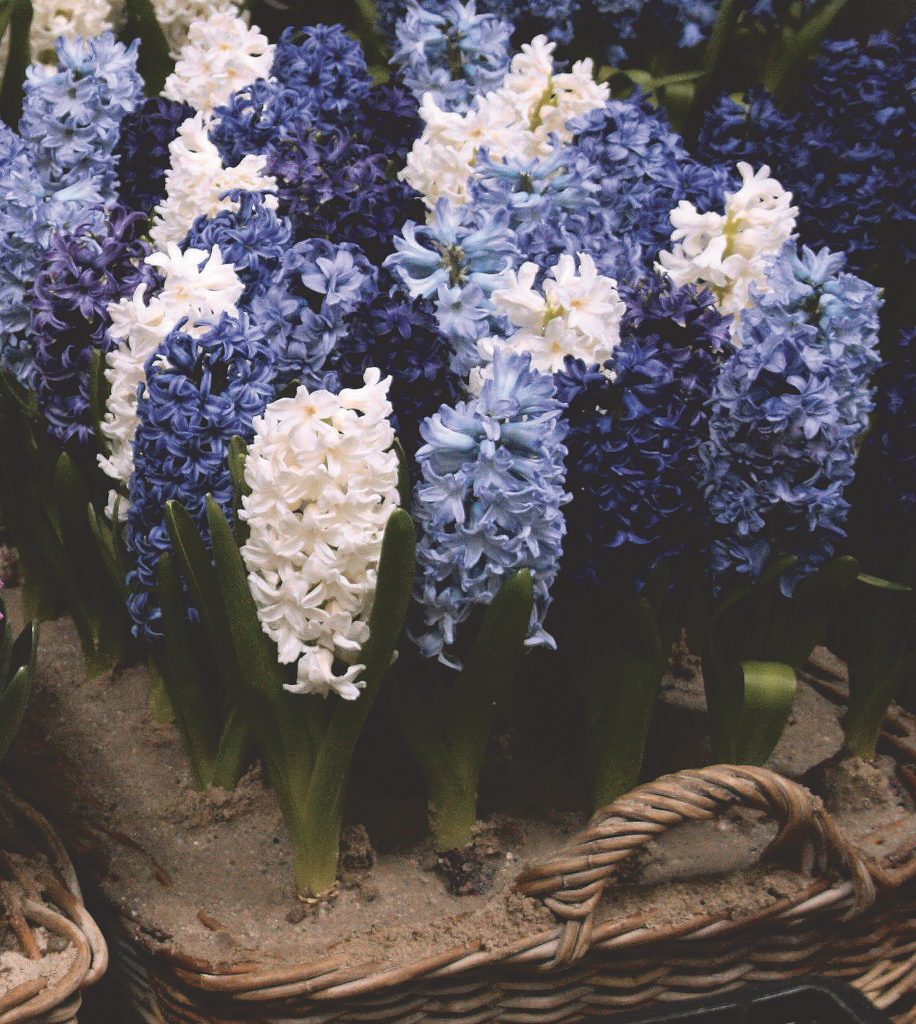 Rhapsody in Blue hyacinths, deep violet-blue spikes densely packed with florets