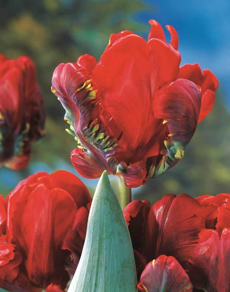 Growing Tulips - Bloms Bulbs