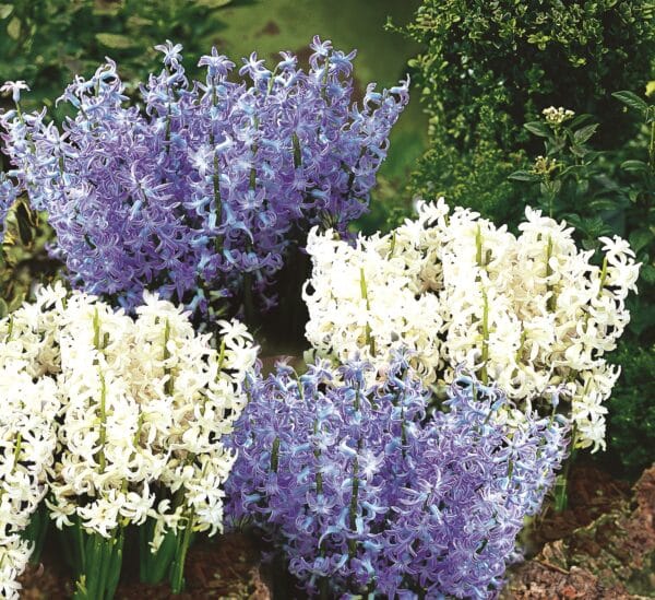 Blue and white Roman hyacinths