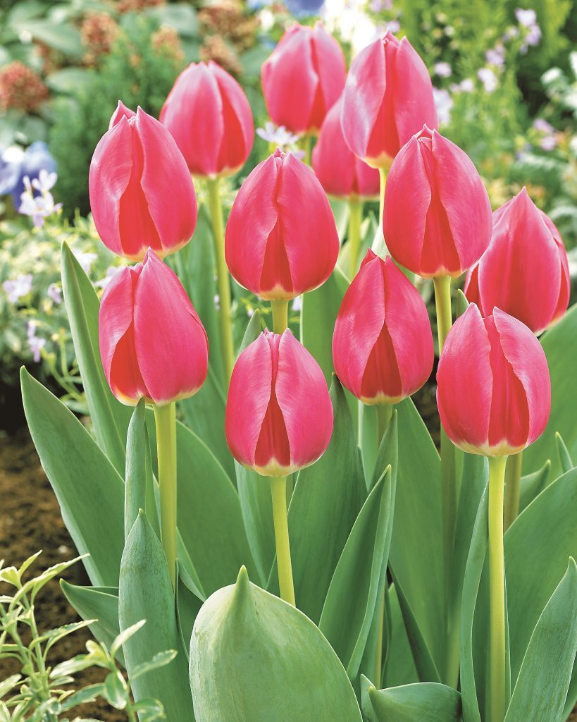 Rosy Delight