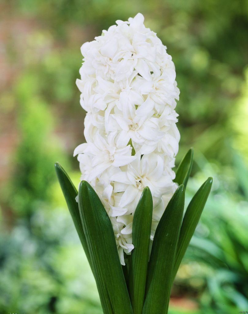 Snow Crystal