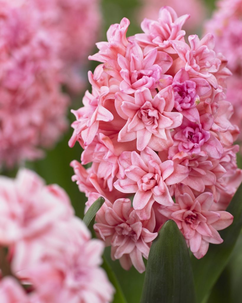 Spring Beauty hyacinths flowering in a garden border