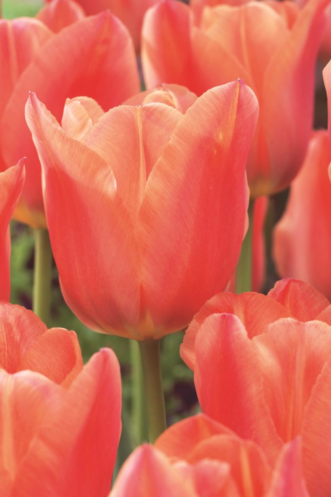 Stunning Apricot