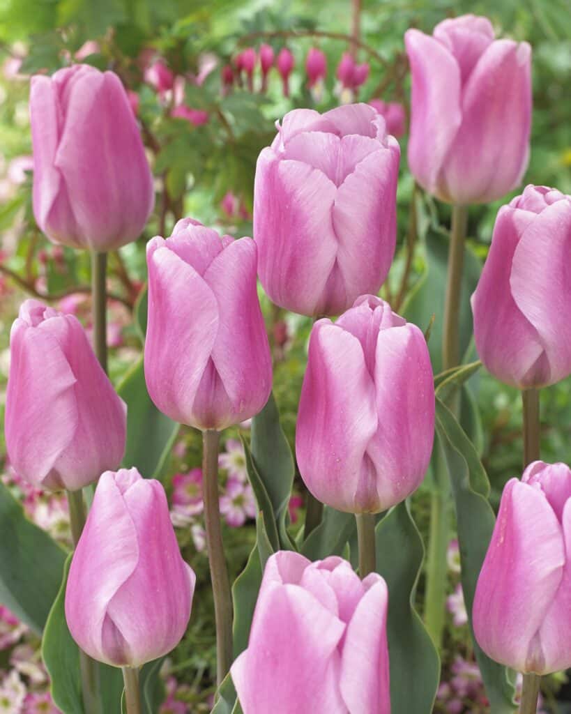 Buy Synaeda Amor Bulbs Online - Autumn, Mid-Season Tulips, Tulips ...