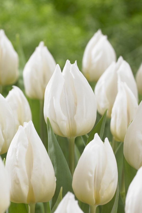 White Prince