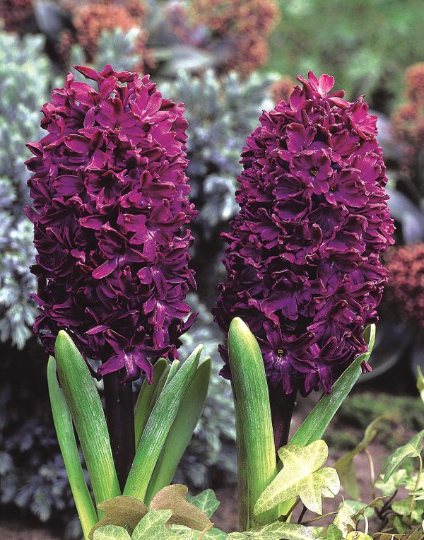 Woodstock Garden