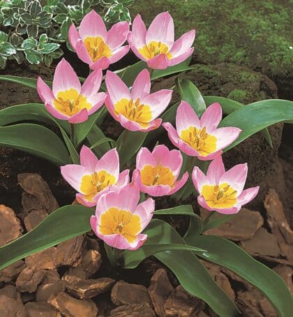 Tulip | bakeri Lilac Wonder