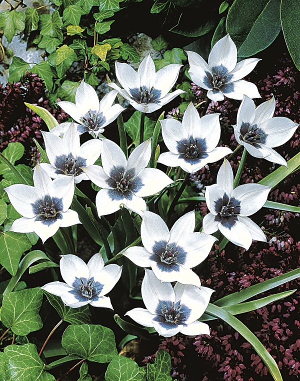 humilis Alba Coerulea Oculata