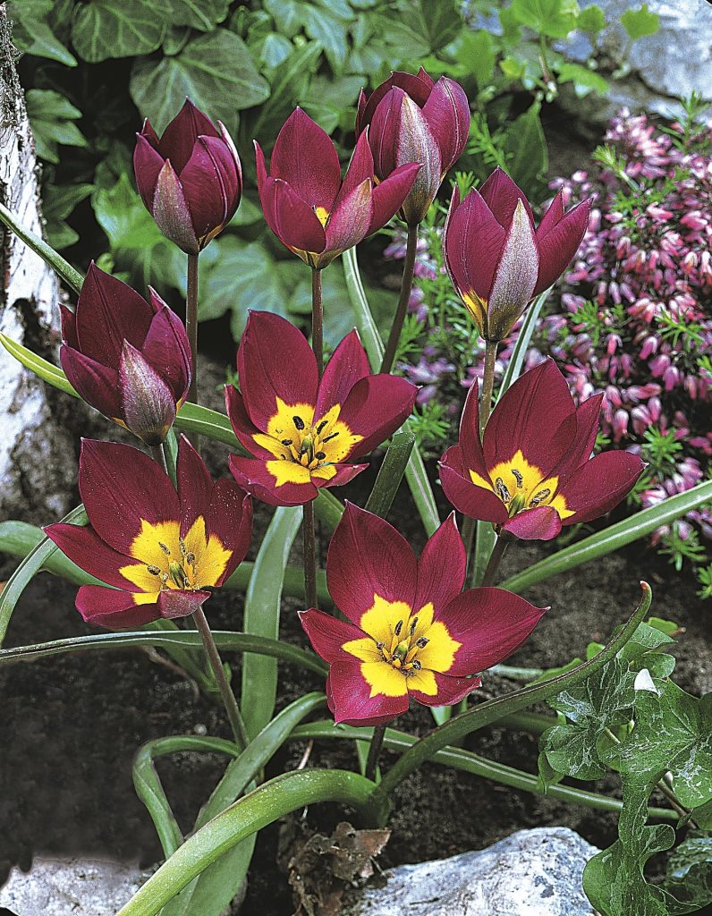 humilis Persian Pearl