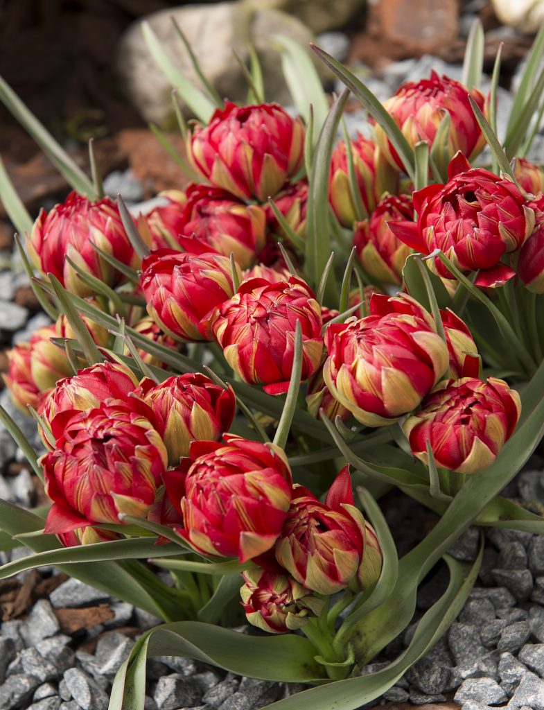 humilis Samantha