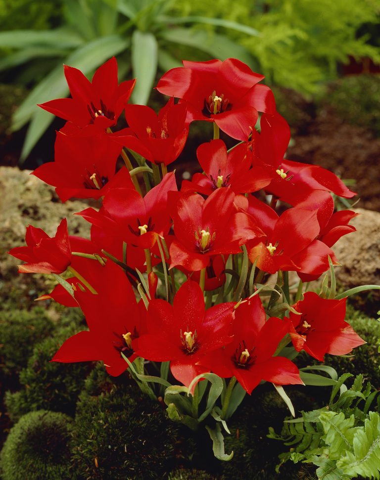 Tulipa linifolia, a scarlet species tulip at the same low height