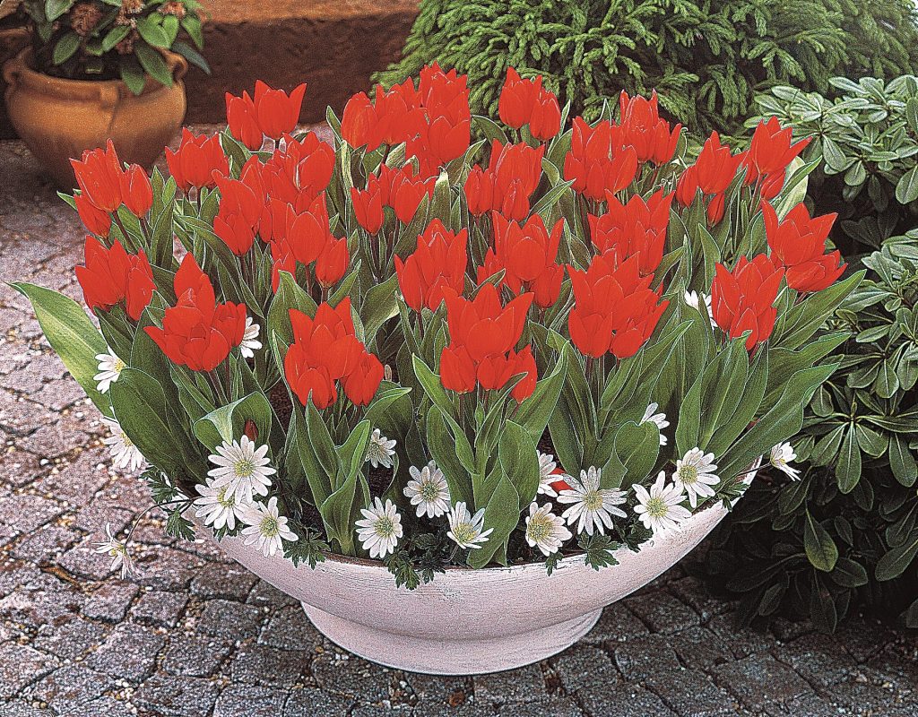 praestans Fusilier, a multi headed red species tulip