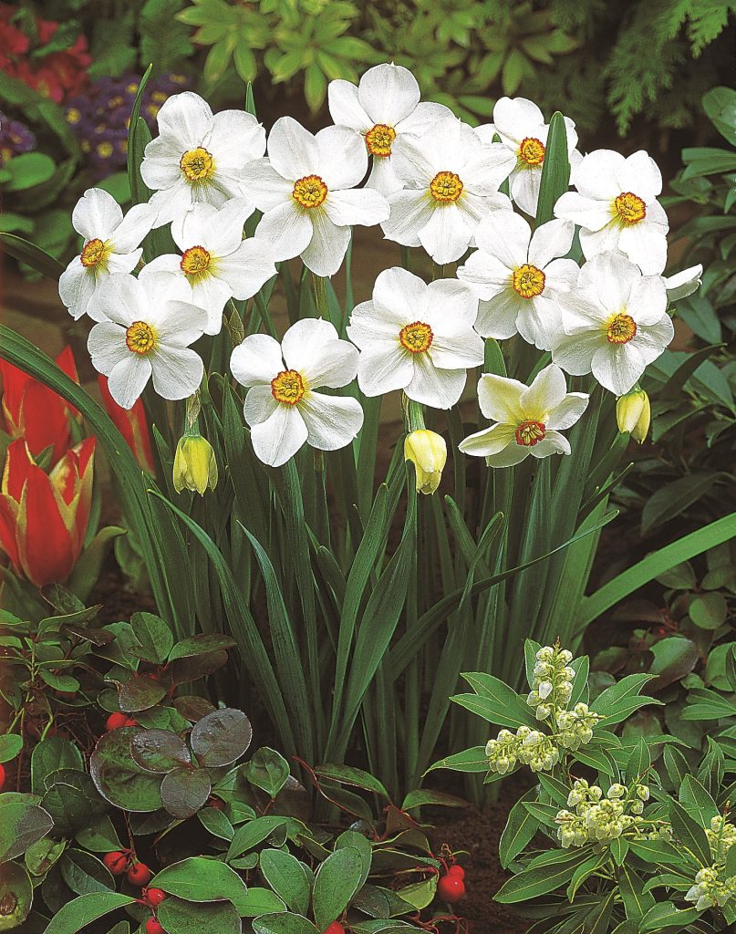 Actaea, a poeticus daffodil for growing in grass