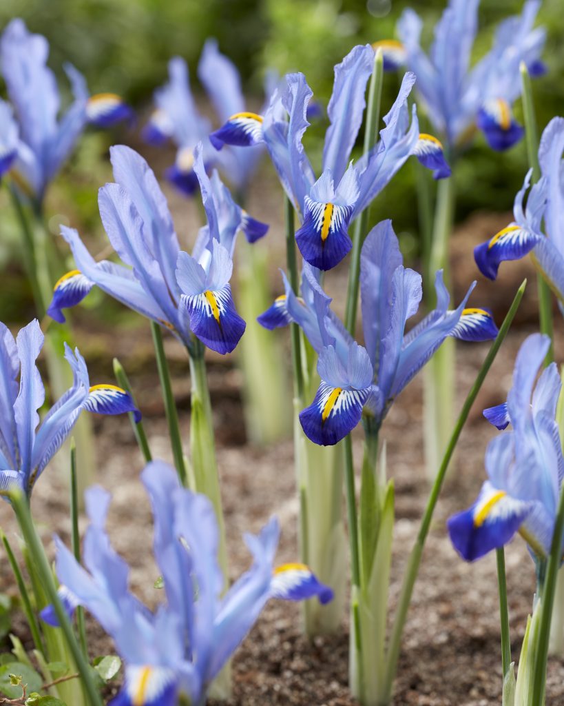 Latifolia King of the Blues