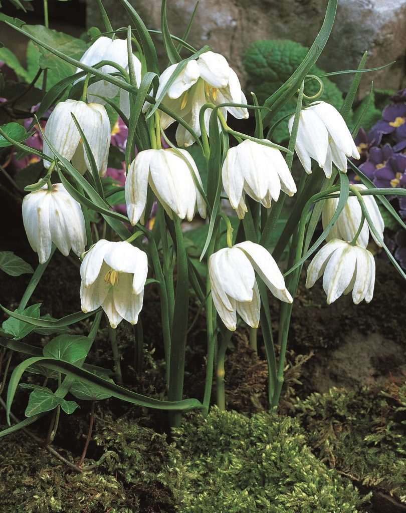 Snake&rsquo;s head fritillary Aphrodite, almost pure white nodding bells