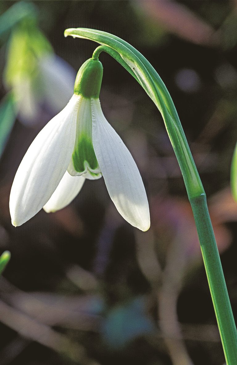 Galanthus Atkinsii, a snowdrop out with the first crocus in January