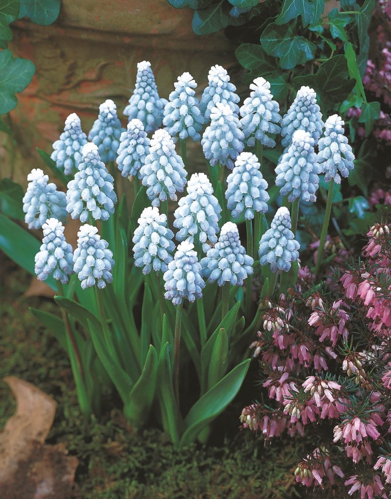 Baby Breath