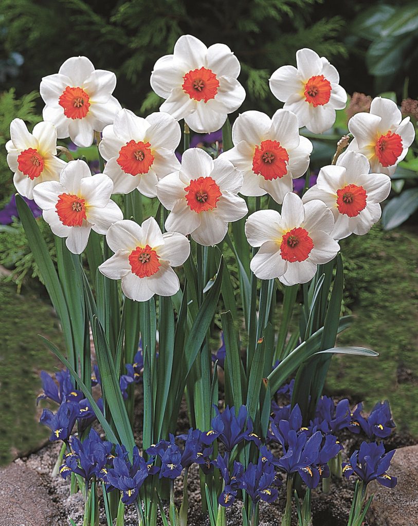 Barrett Browning daffodils, white petals with orange cups, naturalised above blue spring bulbs
