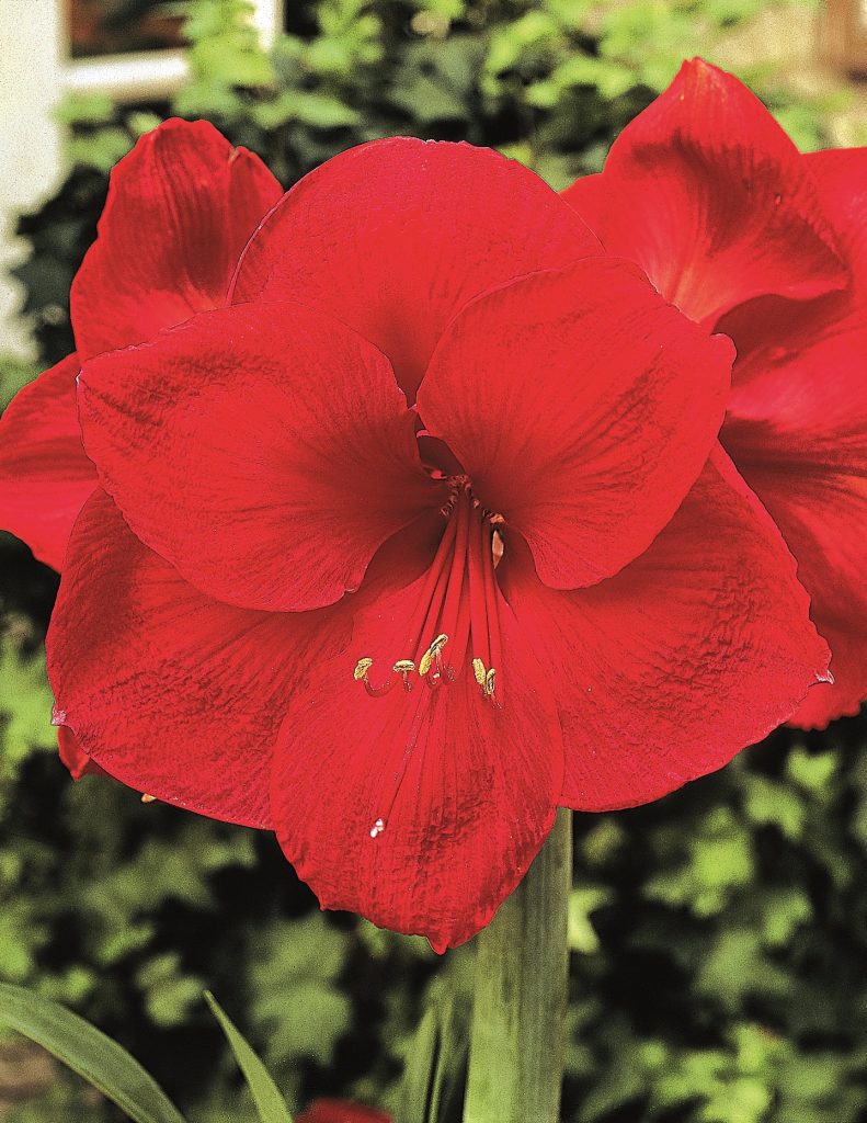 Amaryllis Benfica, rich velvety red trumpets