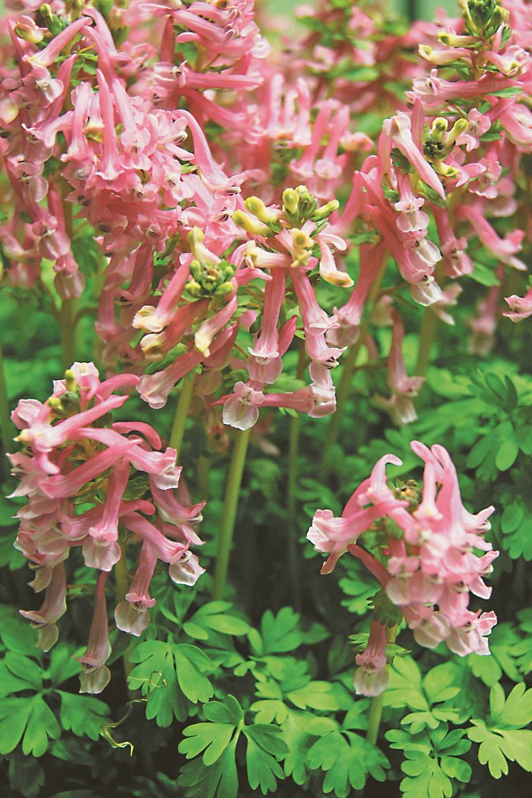 Corydalis solida Beth Evans, a knobbly tuber that goes in shallow