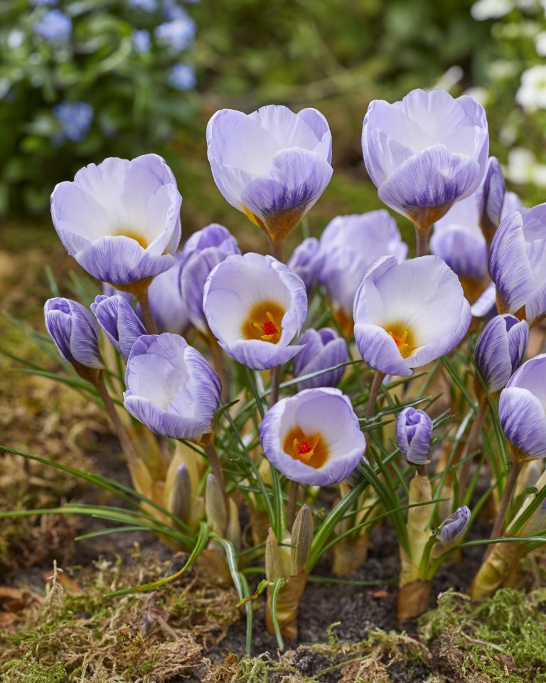 Crocus Blue Marlin, a winter flowering variety for a pot on the patio
