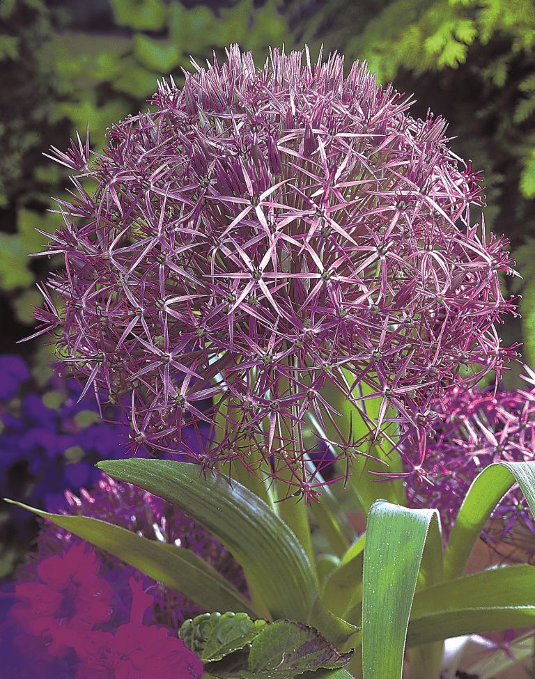 Allium Christophii
