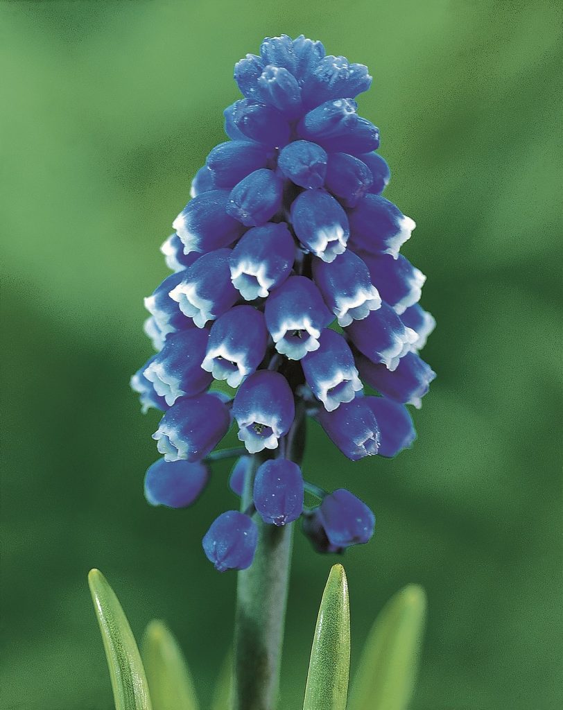 Muscari Dark Eyes, royal blue florets each rimmed with silver white