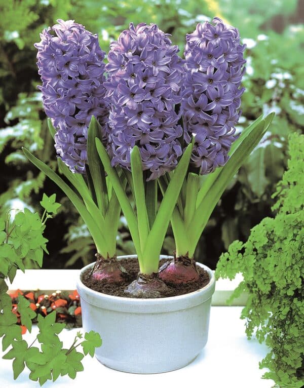 Hyacinth Delft Blue