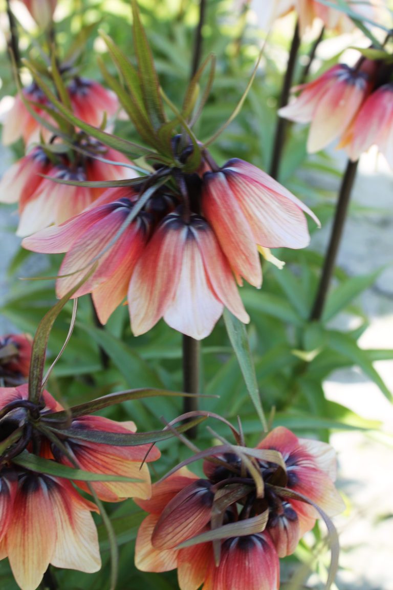 Crown imperial Early Fantasy, apricot bells veined with red