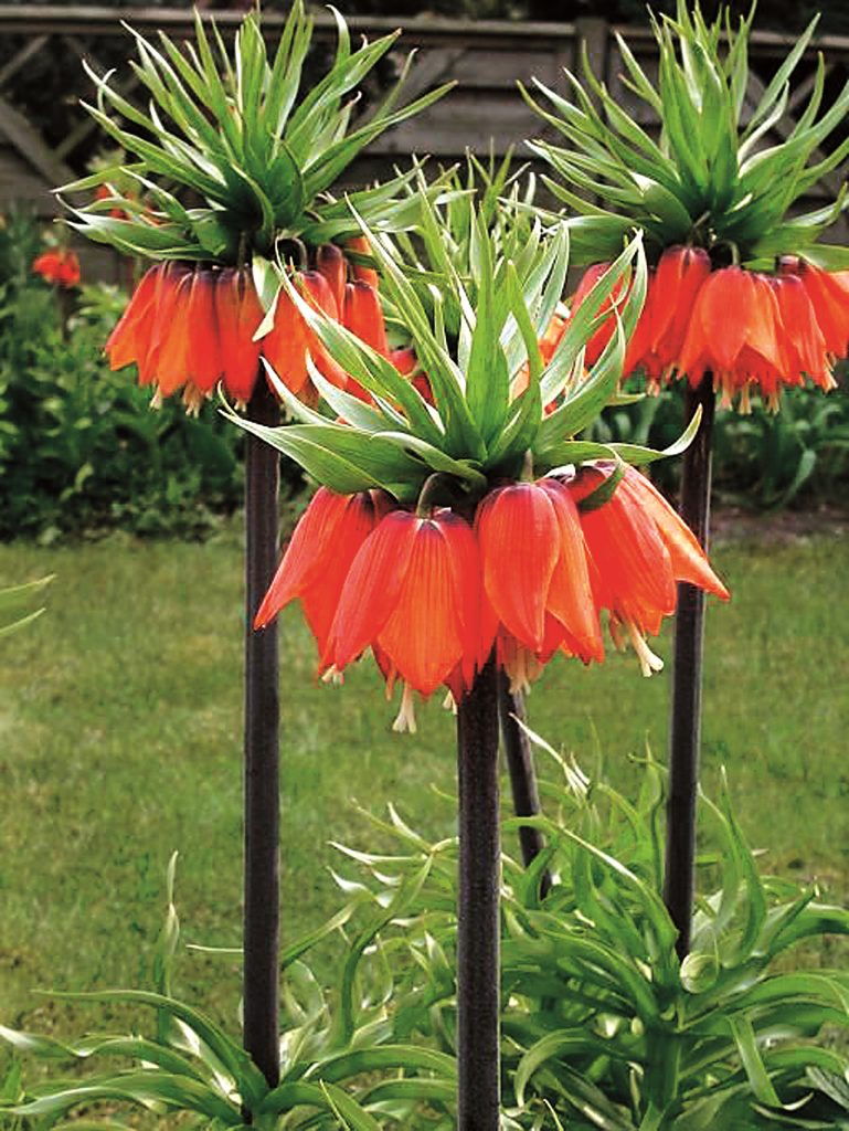 Garland Star