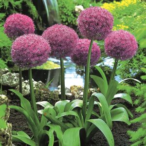Allium Globemaster